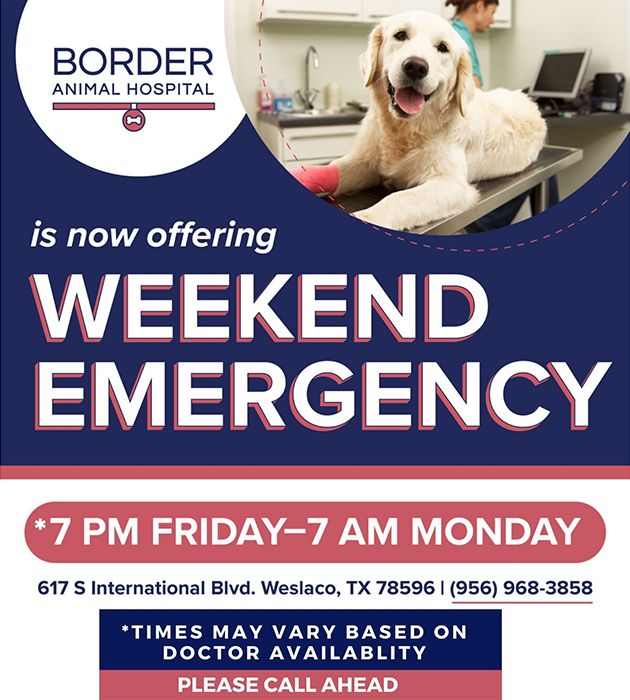 Veterinarian In Weslaco Tx Border Animal Hospital