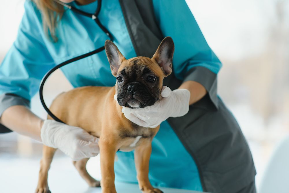Common Pet Emergencies To Watch Out For