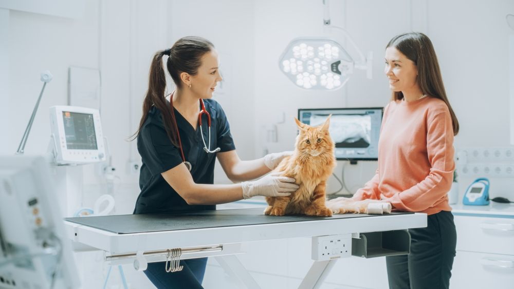 What to Expect: Common Cat Surgeries 