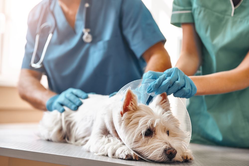 What to Expect at an Urgent Care Visit for Your Pet