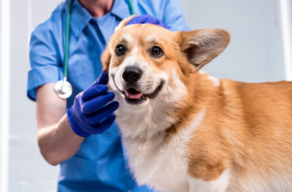 National Responsible Dog Ownership Month: Prioritizing Vet Visits for a Healthy Dog