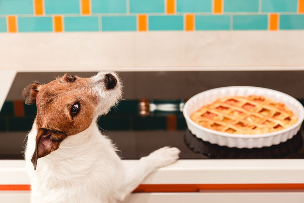 Thanksgiving Food Dangers for Pets: What Not to Share
