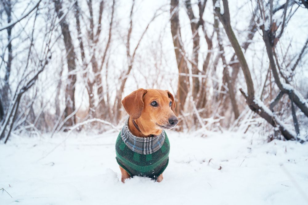 Winter Pet Safety Checklist: Protecting Your Furry Friends from the Cold