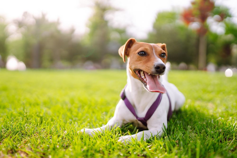 First Aid for Heatstroke: Steps to Take When Your Pet Is Overheating