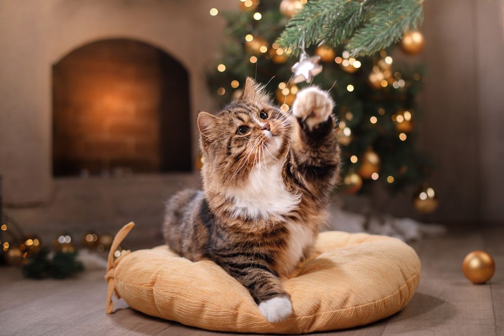 Pet Holiday Hazards To Watch Out For
