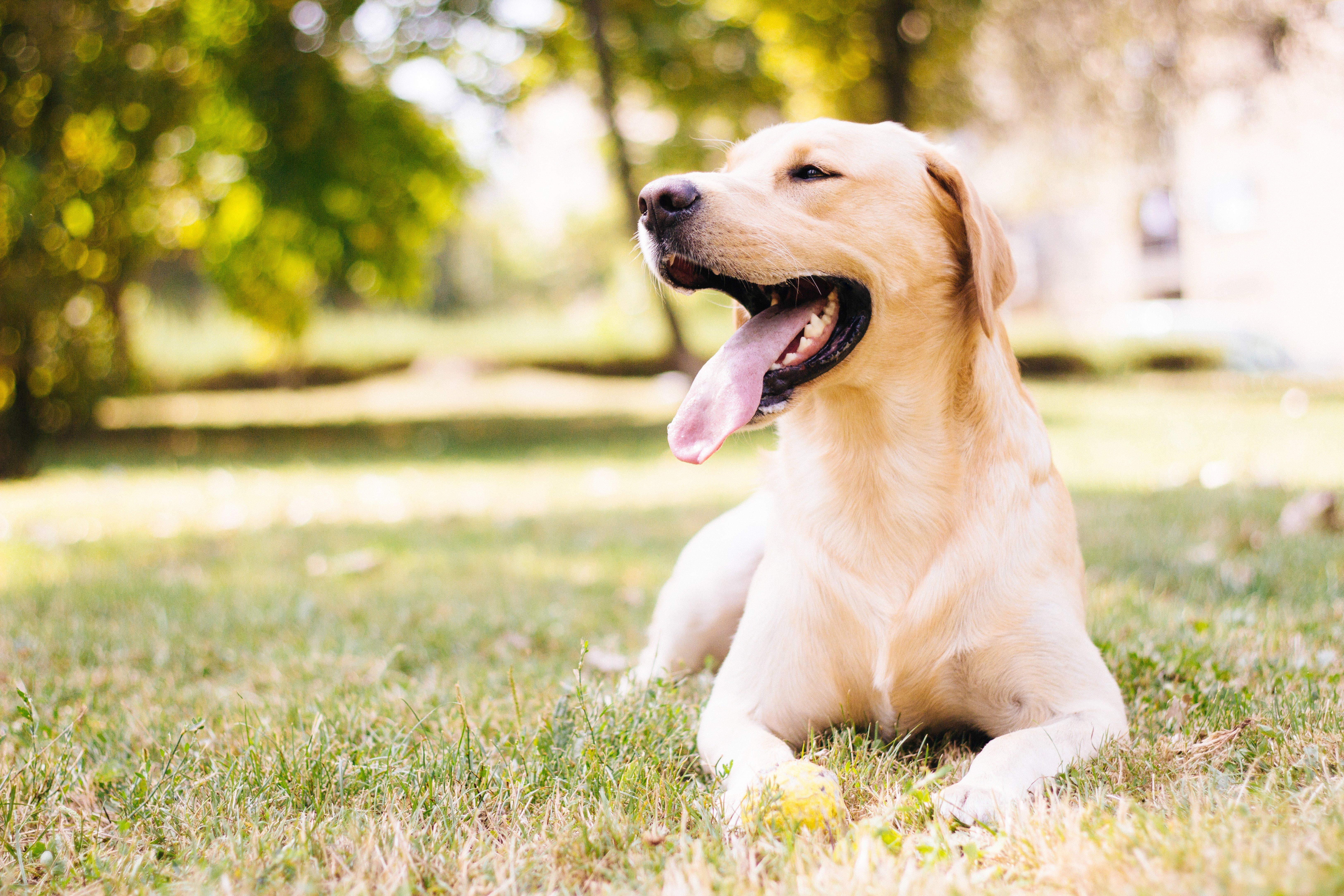 How Do You Keep Pets Safe in Summer Heat?