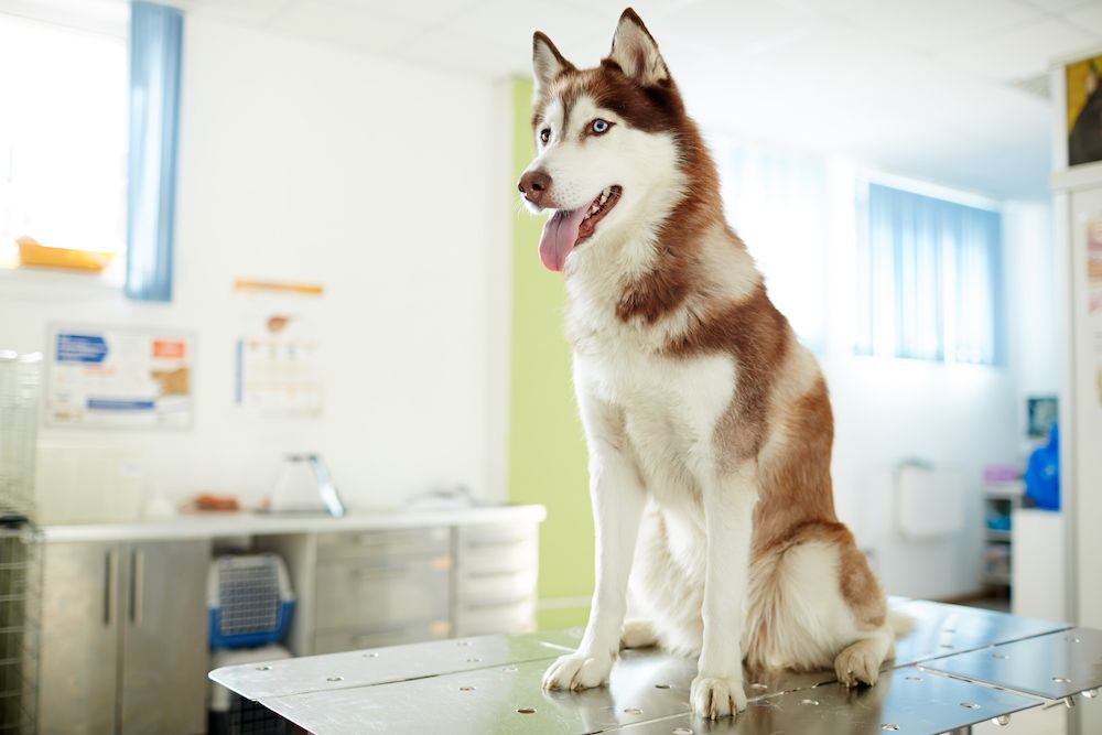 Common Veterinary Emergencies for Pets