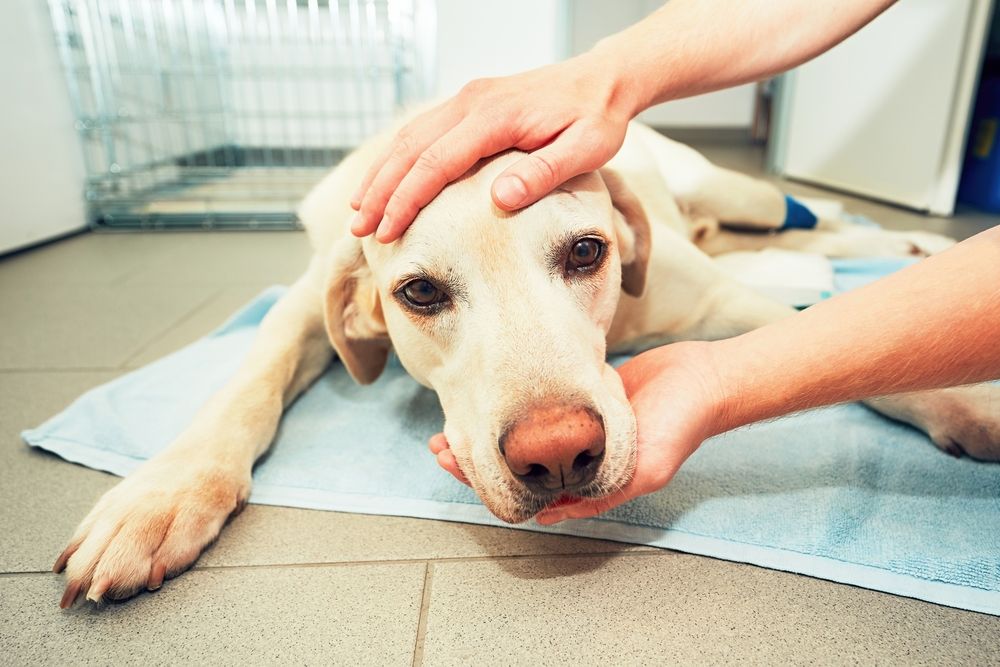 The Link Between Pancreatitis and Other Pet Health Conditions