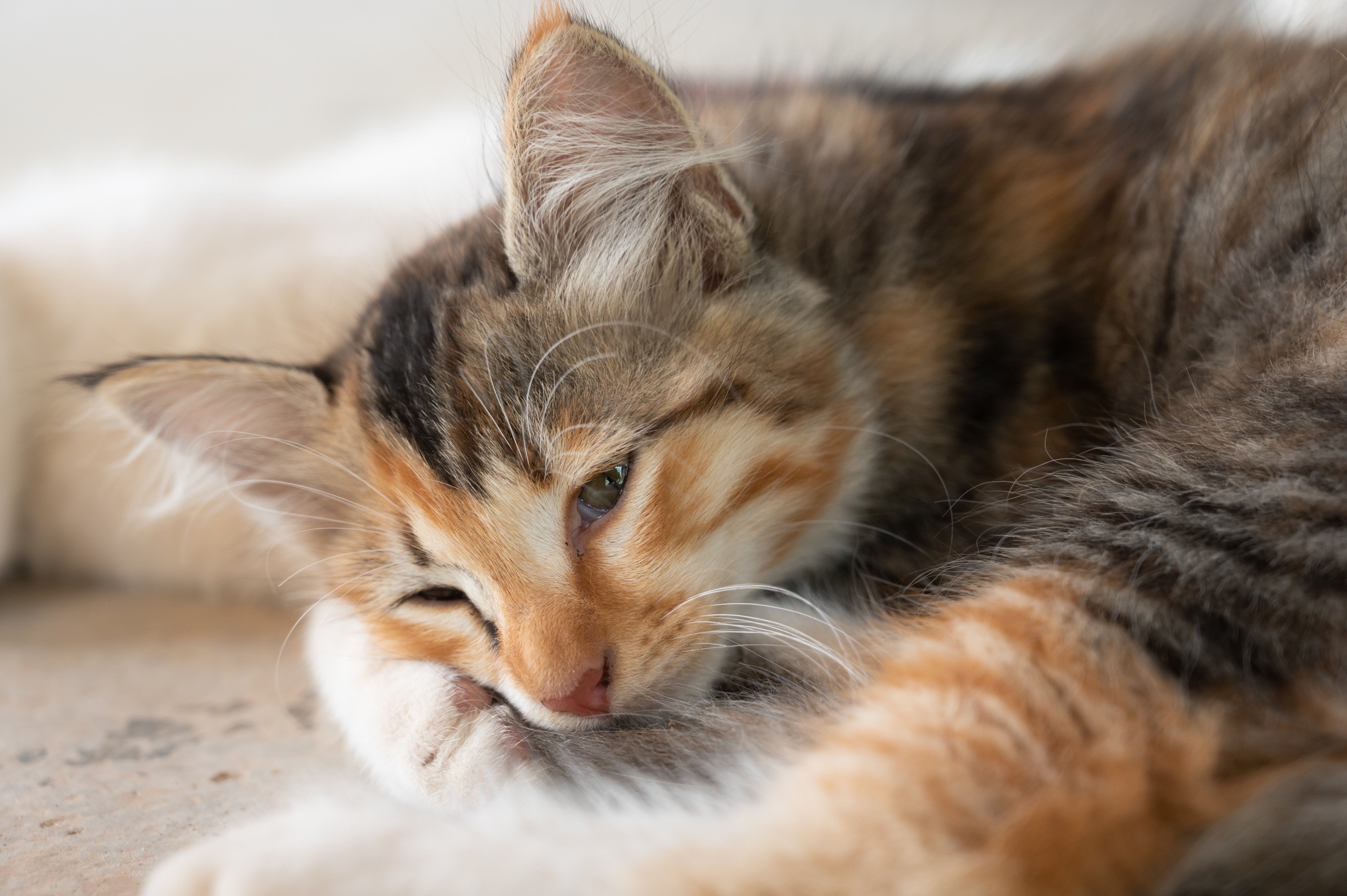 Pain Management for Cats