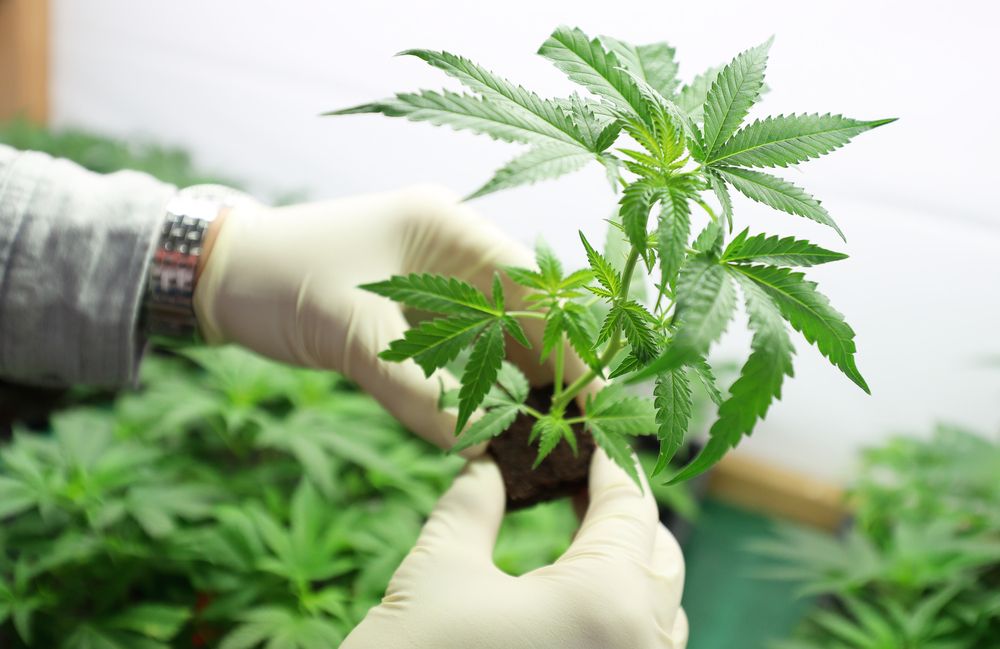 Top 5 Benefits of Medical Marijuana