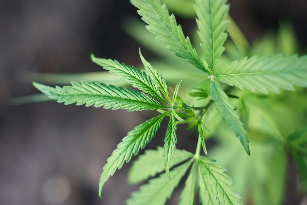 Can Cannabis Be Used as an Anti-inflammatory?