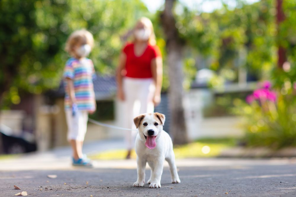 Puppy Socialization and Vaccination: Striking the Right Balance