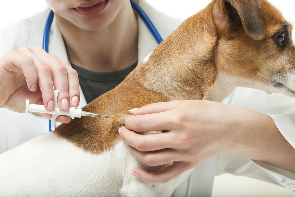 What are the Side Effects of Microchipping in dogs?