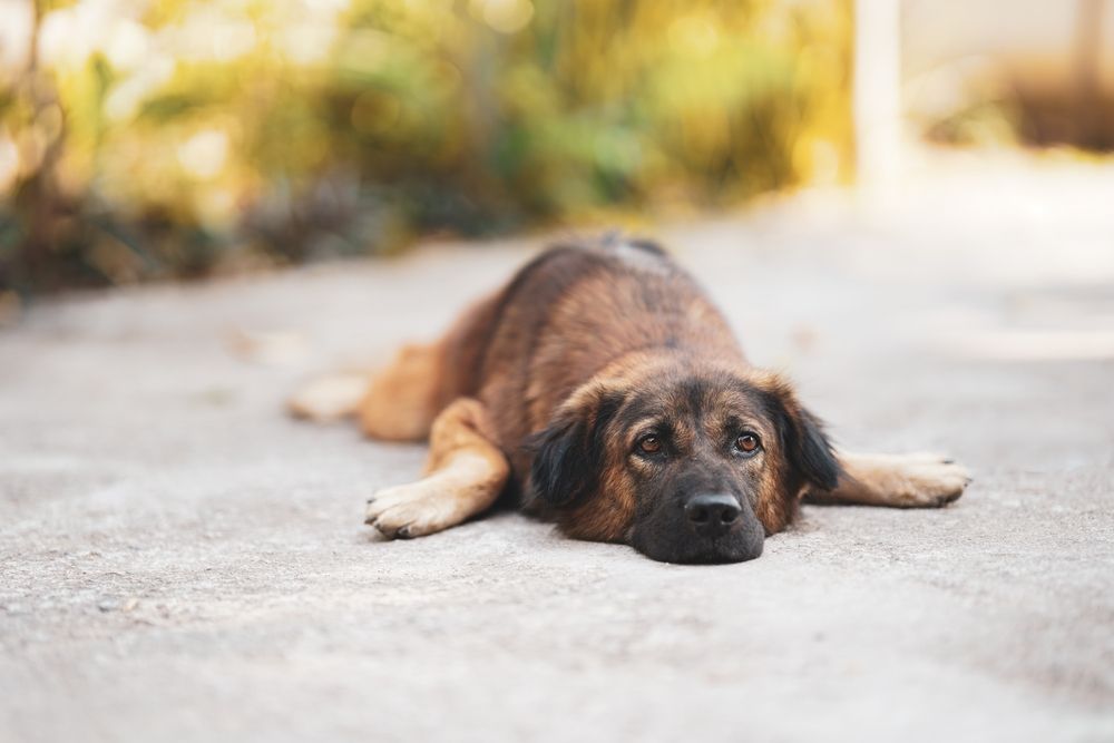 From Anxiety to Arthritis: How to Spot Signs of Health Issues in Your Dog