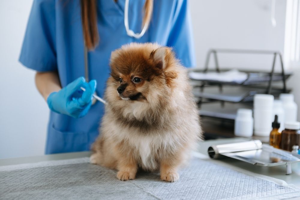 When and Why: A Guide to the Timing of Core Vaccinations for Pets