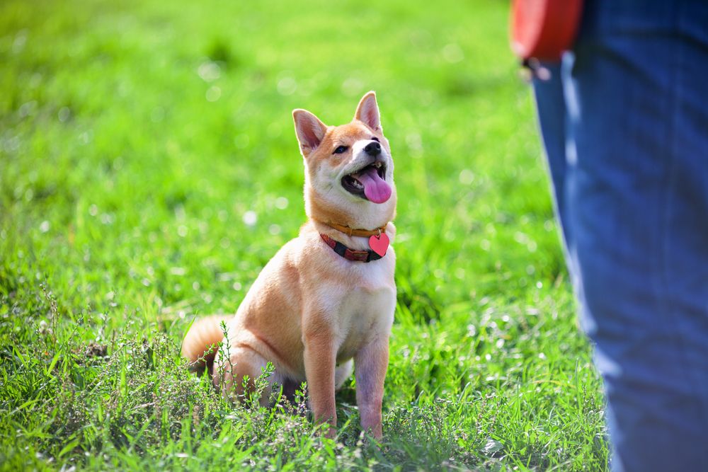 Paw-sitive Parenting: Raising Well-Behaved and Socialized Pets