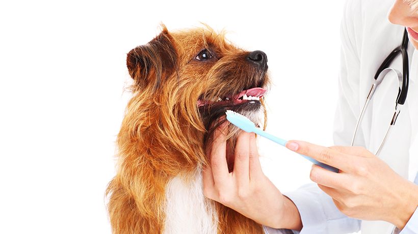 Pet Dental Care