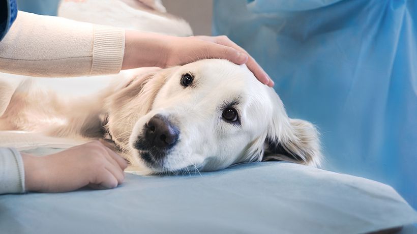 Veterinary Surgery at Santa Monica Pet Medical Center Veterinary Surgery at Santa Monica Pet Medical Center