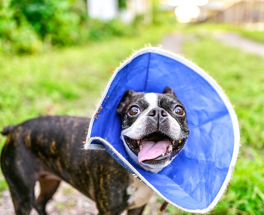 dog with a cone