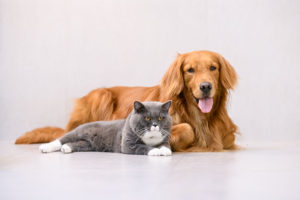 The Benefits of a New Year's Resolution for Your Pet: How to Improve Their Health and Well-being