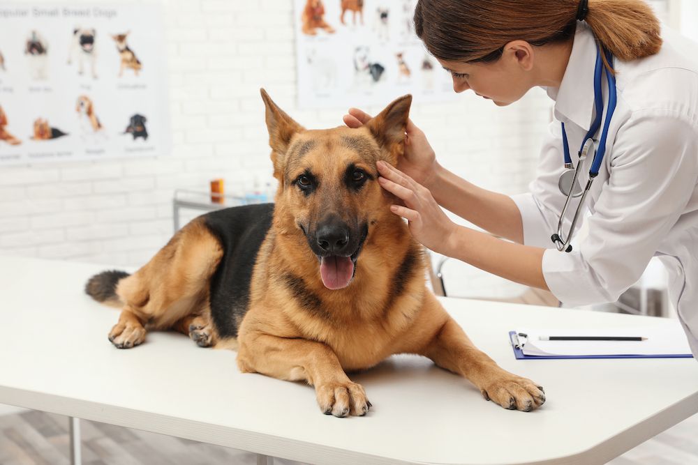 How Often Should My Pet Get A Wellness Exam?