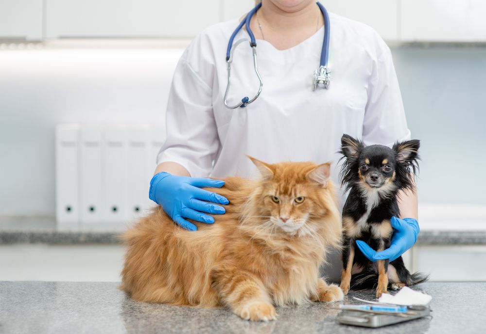 The Importance of Pet Vaccinations