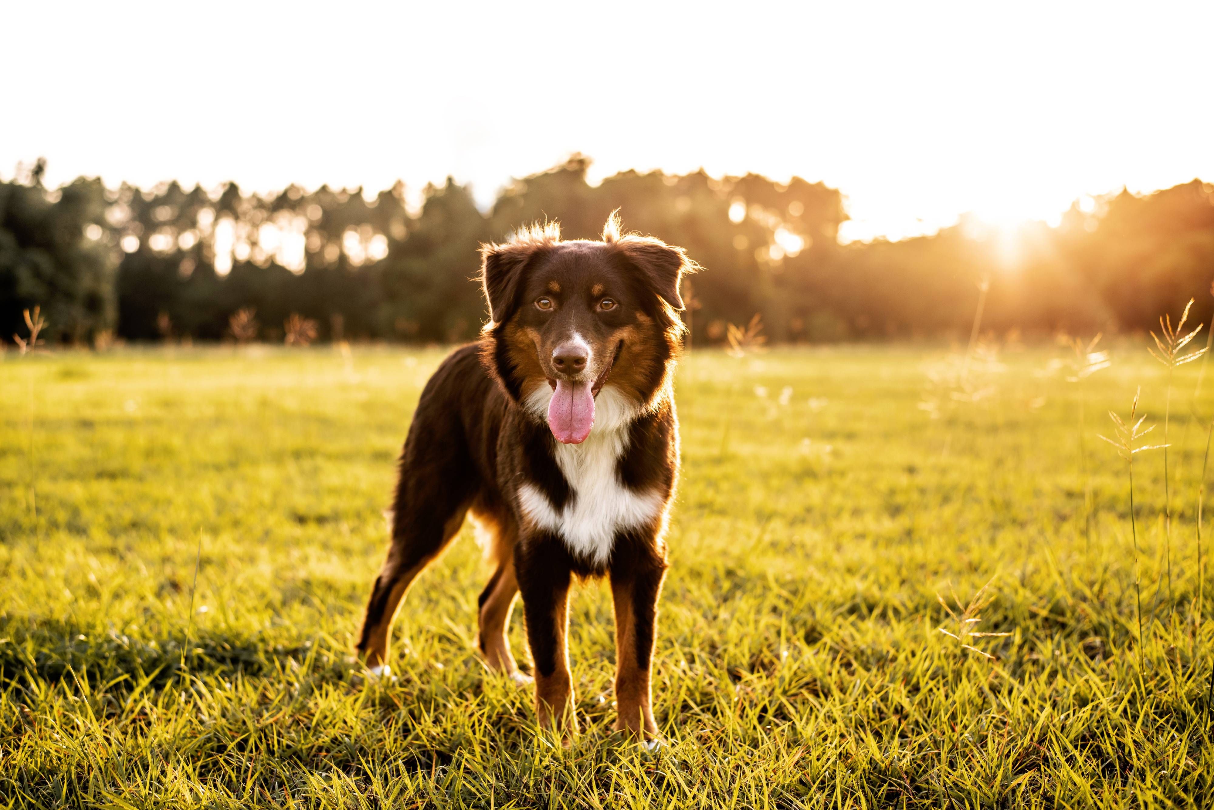 Parasite Prevention in the Summer Months