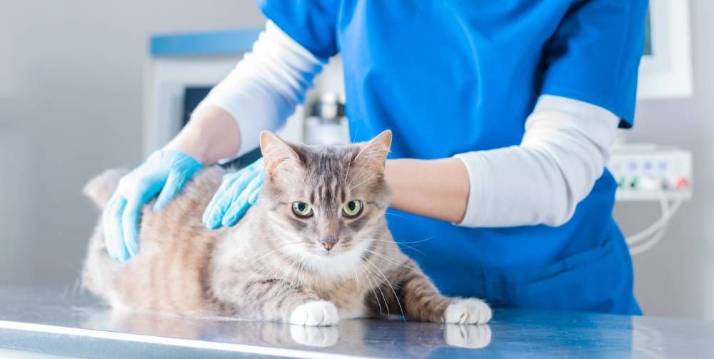 When Do I Need to Take My Pet to Urgent Care?