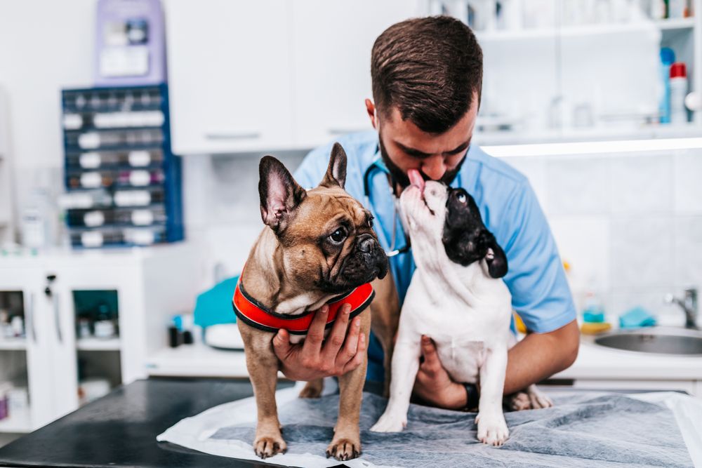 What to Expect From an Annual Pet Wellness Exam