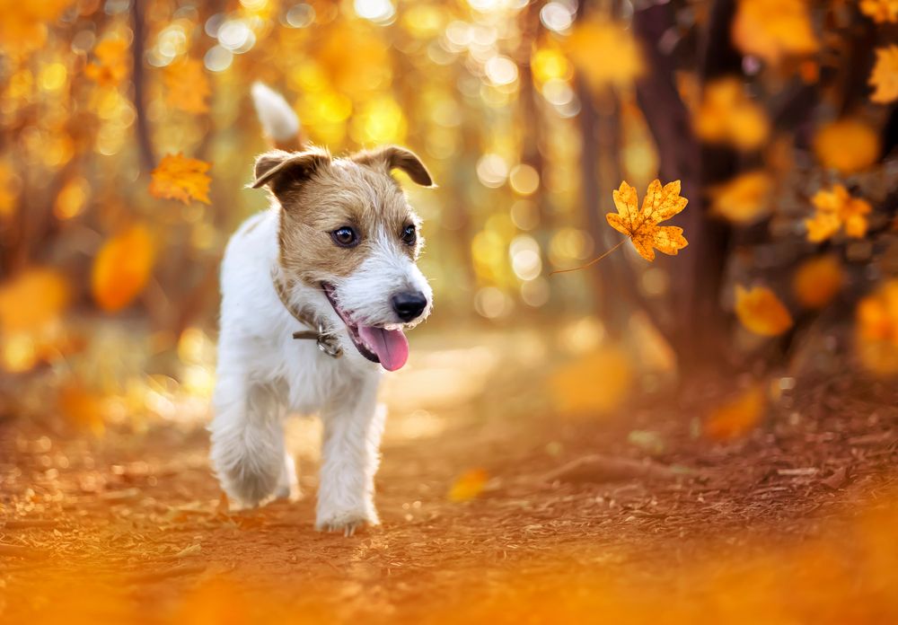 Can Dogs and Cats Have Seasonal Allergies?