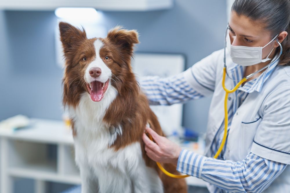 Should I Take My Dog to the Vet for Allergies?