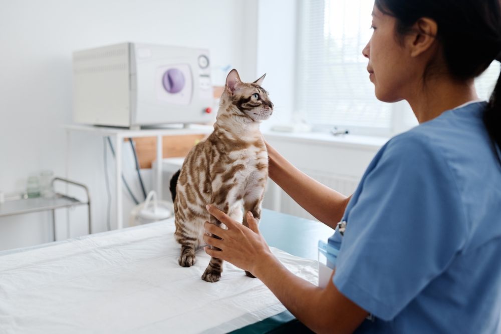 Veterinary Urgent Care Vs. Emergency Care: What's the Difference, and Where Should You Bring Your Pet?