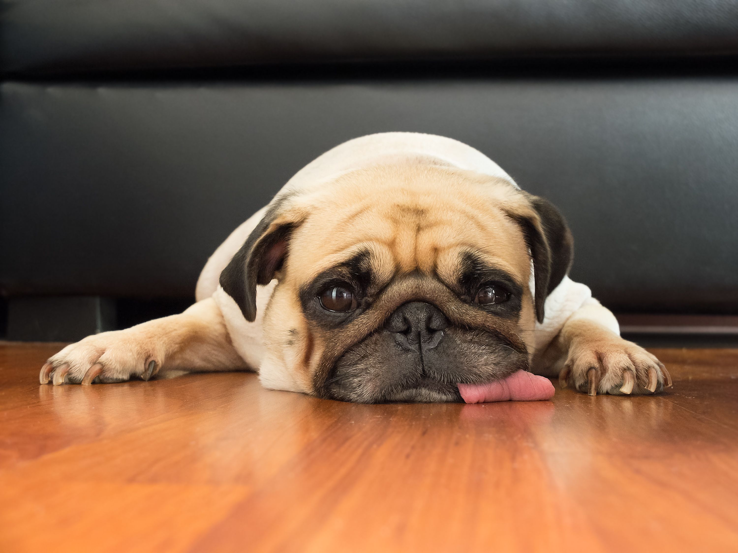 10 Common Dog Health Problems