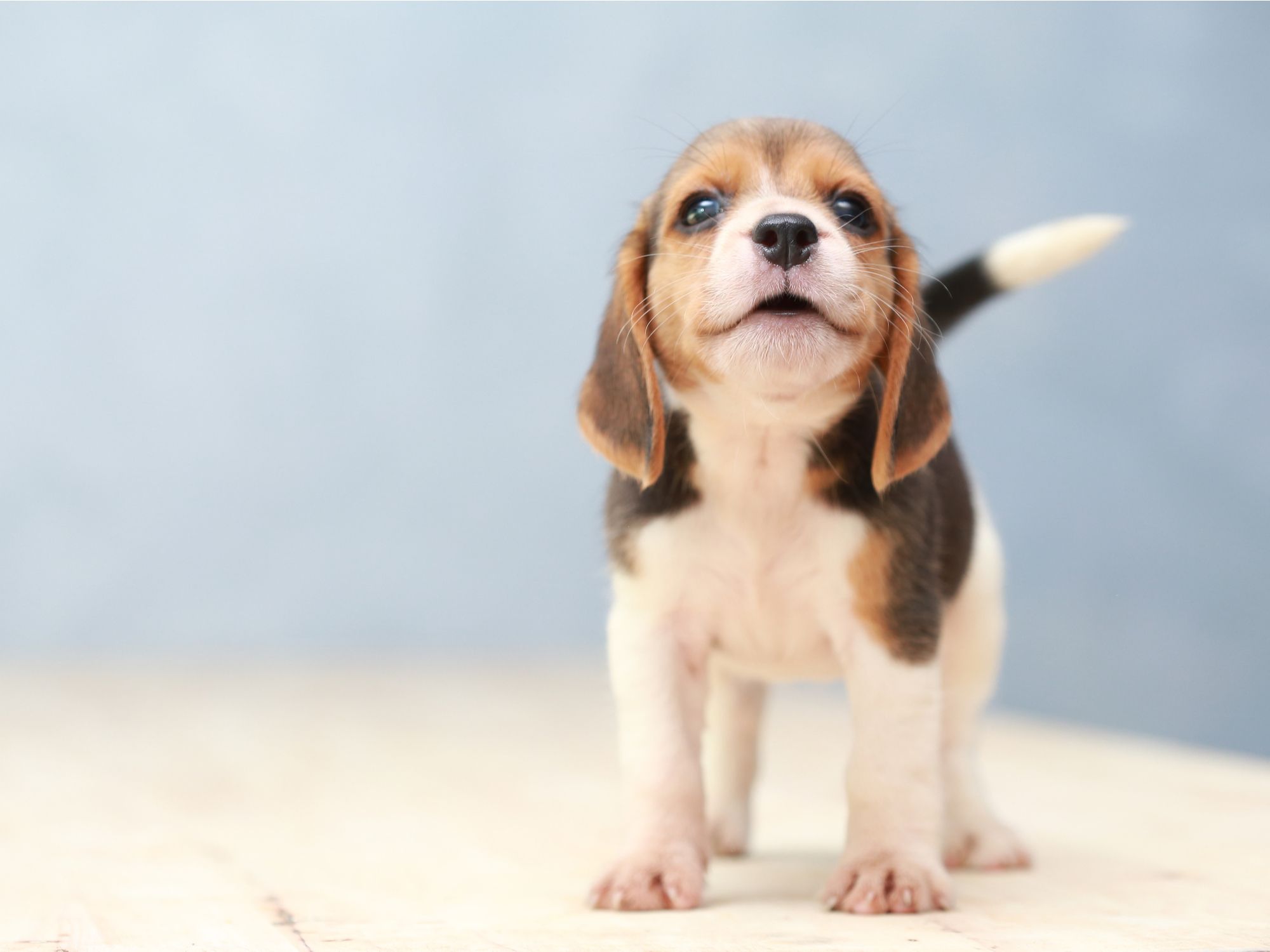 Your Complete Guide to First-Year Puppy Vaccinations