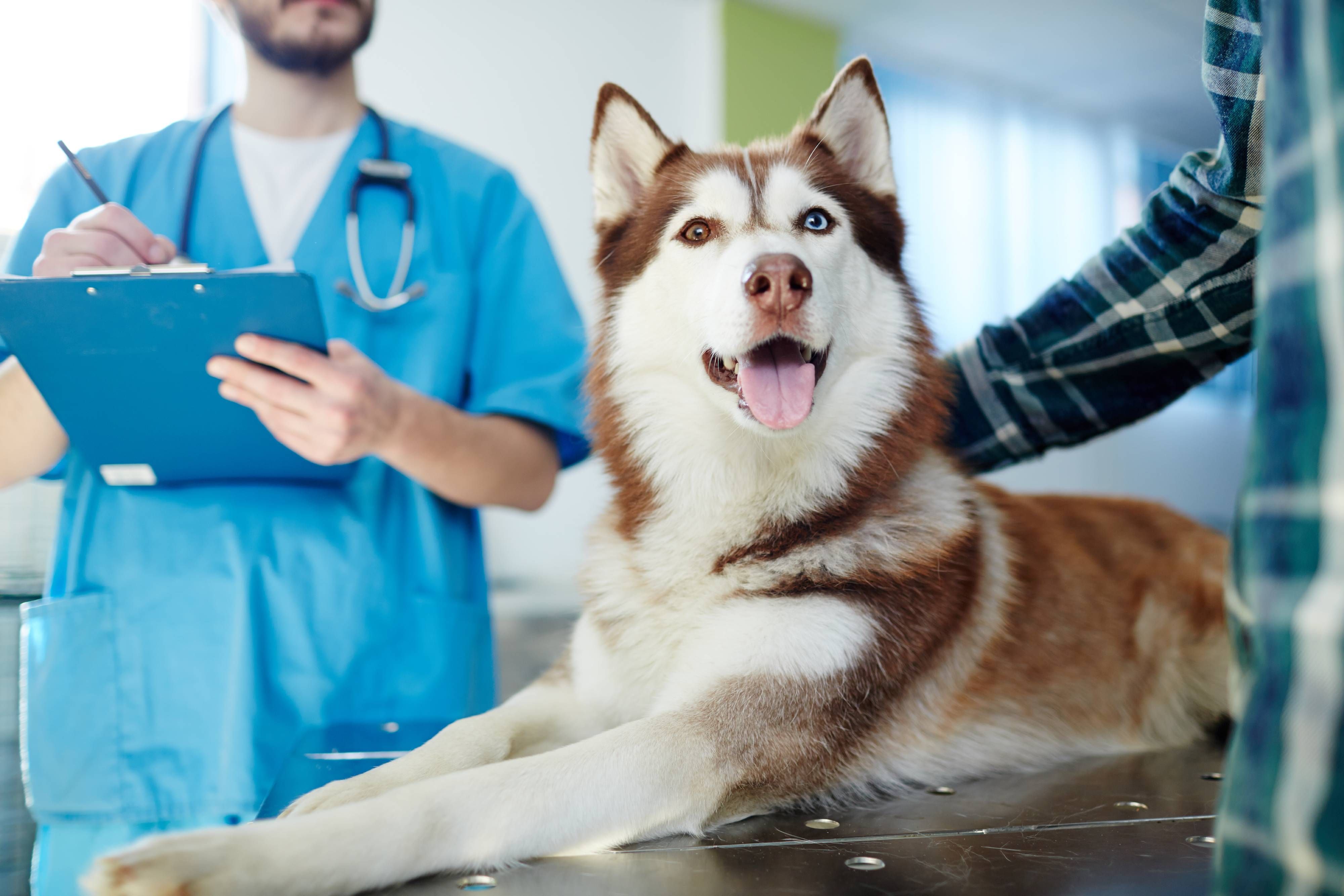 The Health Dangers of Poor Pet Dental Hygiene