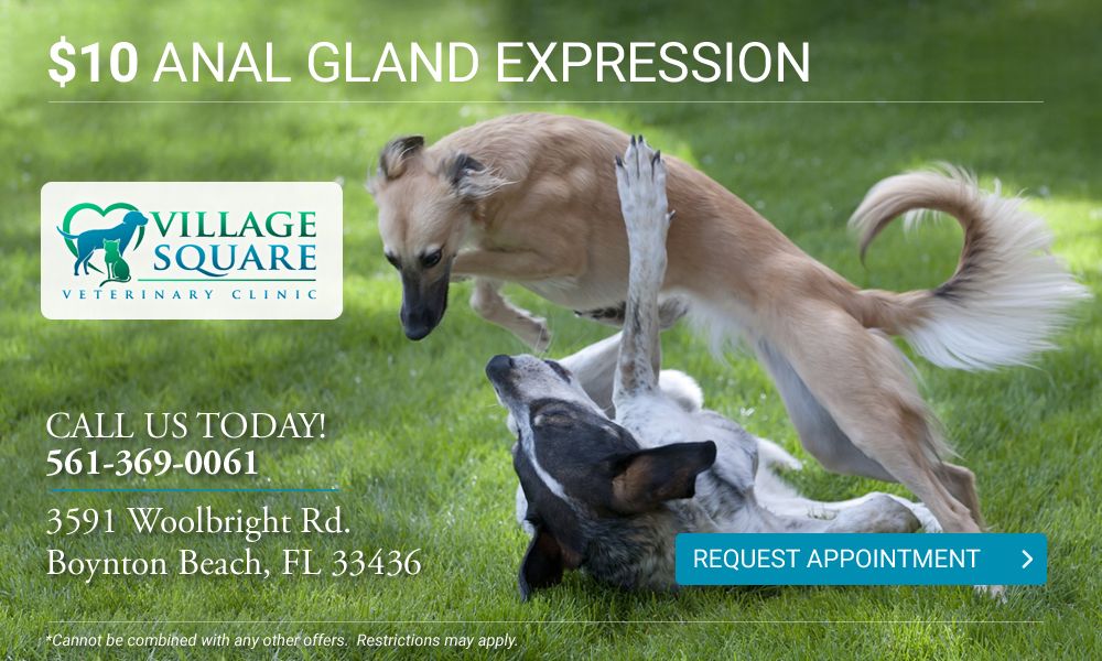 anal gland expression