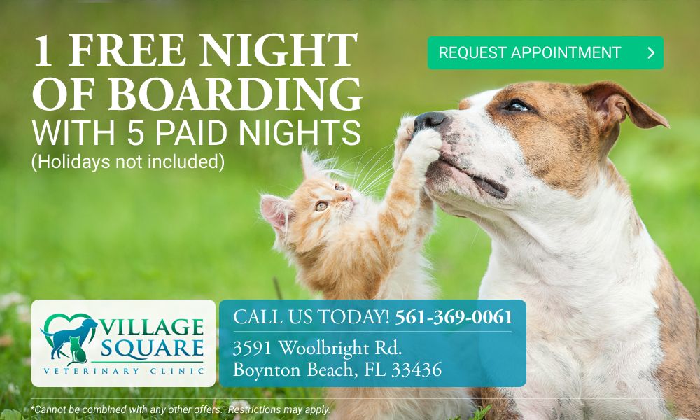 one free night of boarding