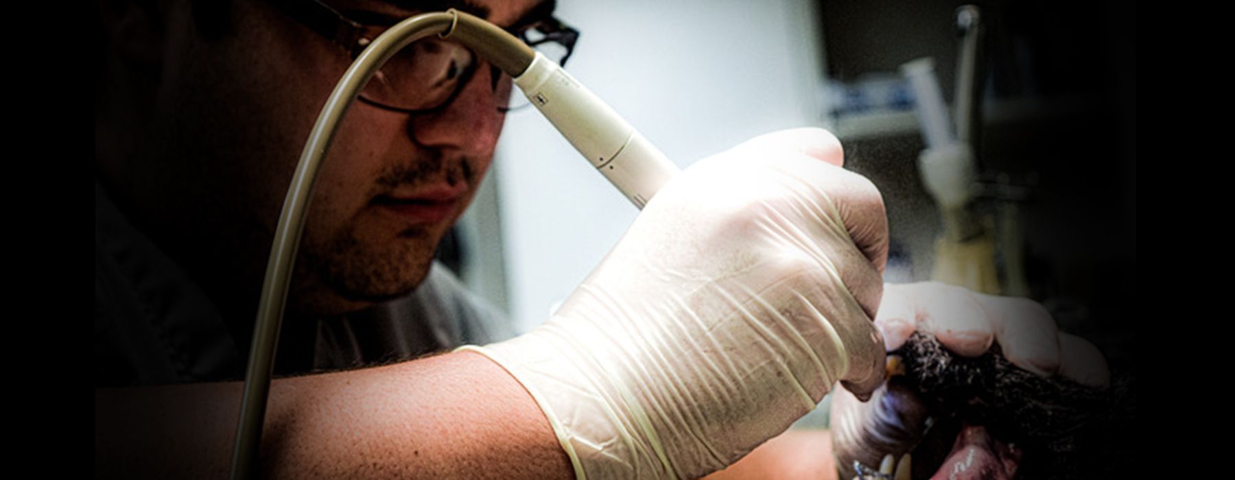 Killeen Veterinary Clinic Voted Best Veterinary Clinic of Central Texas