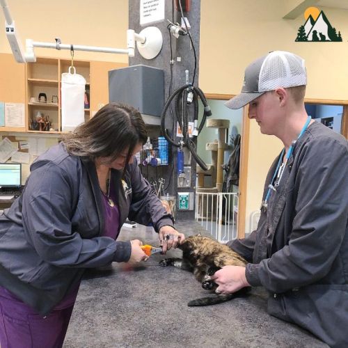 About Vet Hospital in Evergreen CO Evergreen Animal Hospital