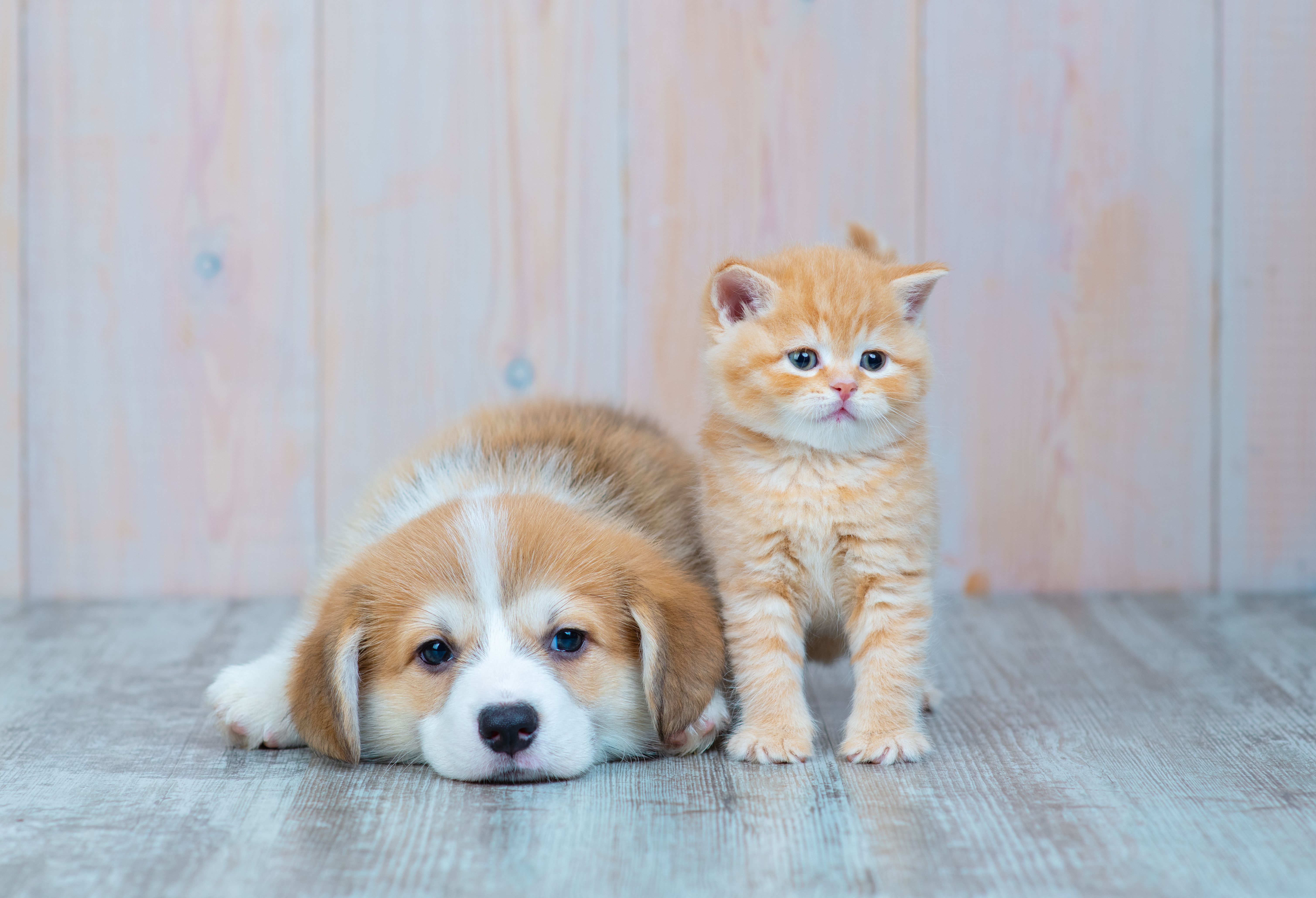 Puppy & Kitten Vaccine Schedule: What to Expect in the First Year