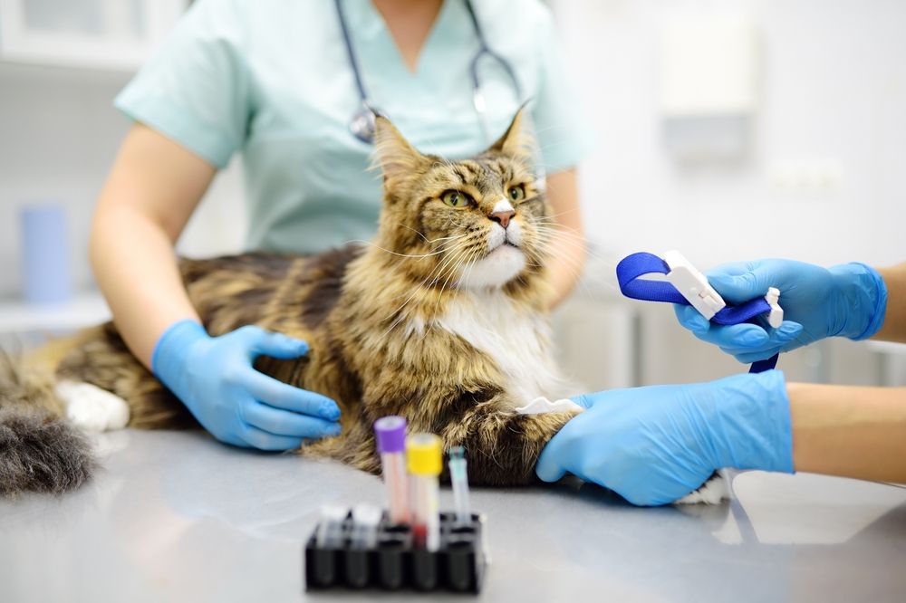 The Role of Diagnostic Testing in Preventive Pet Health