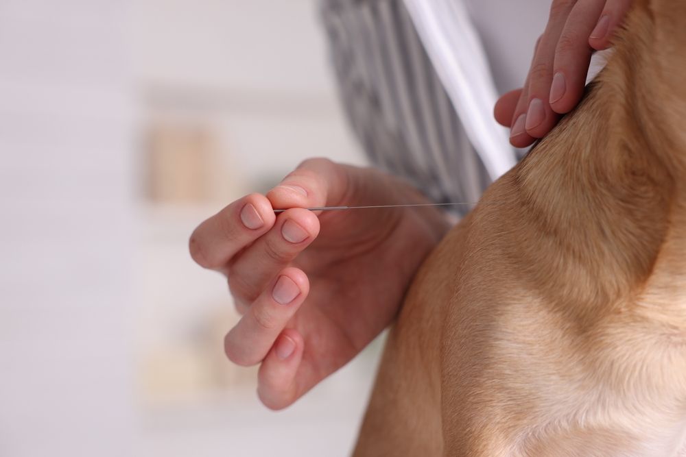 canine-stem-cell-therapy-what-to-expect-from-this-advanced-treatment