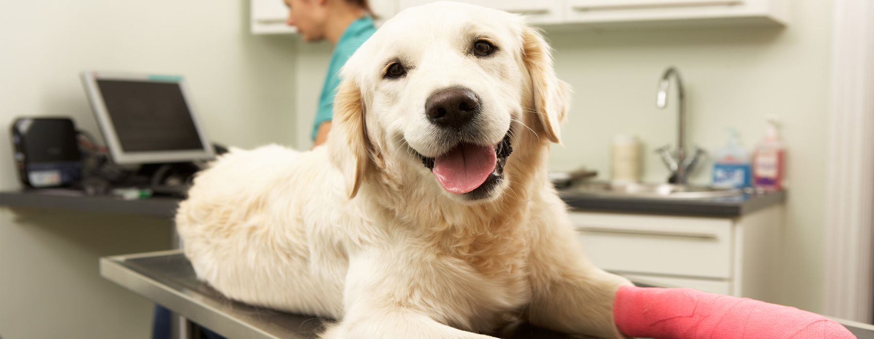 Home of Centre Animal Hospital Veterinarian in Pennsylvania