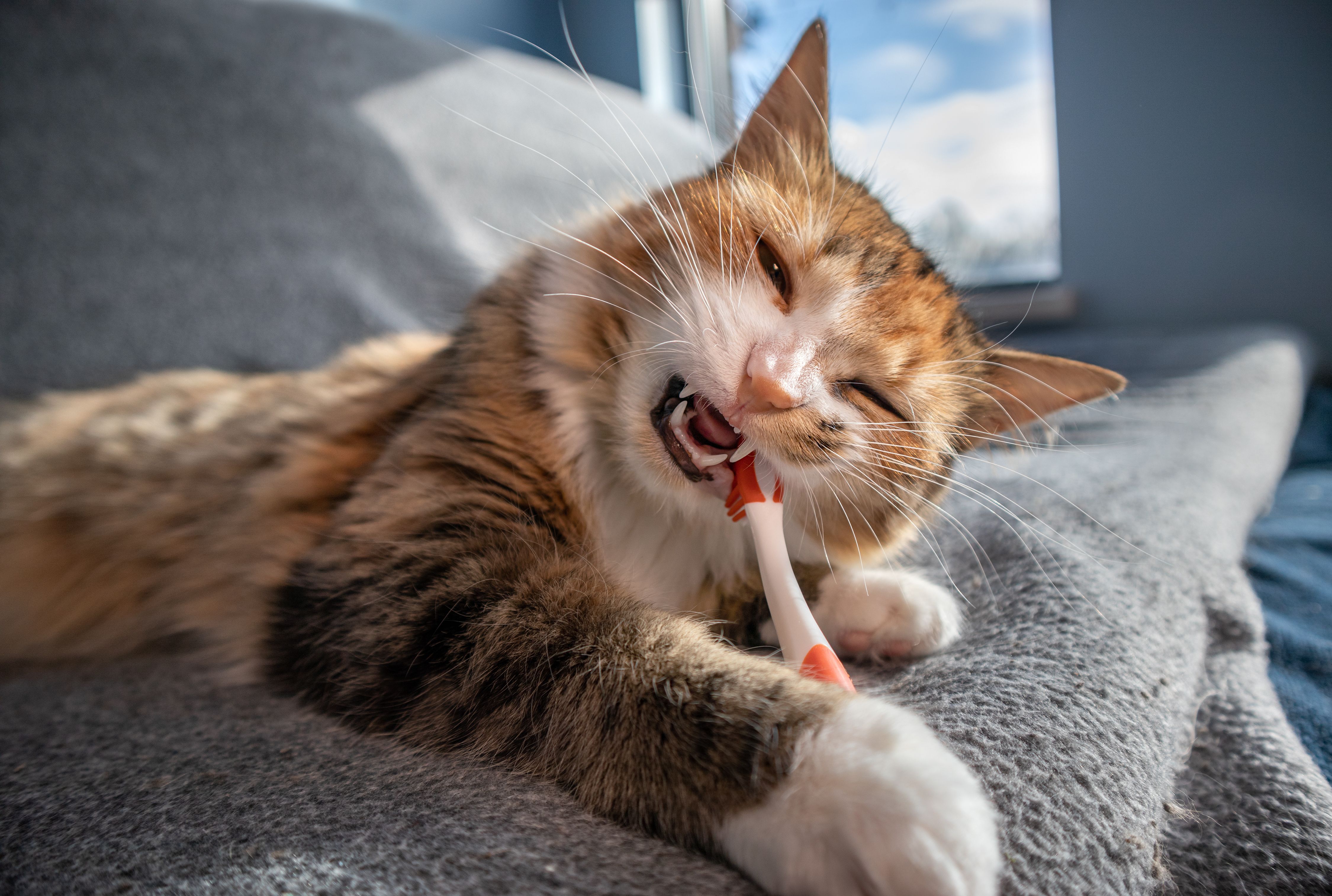 Why Dental Health Is Essential to Your Pet’s Overall Wellness
