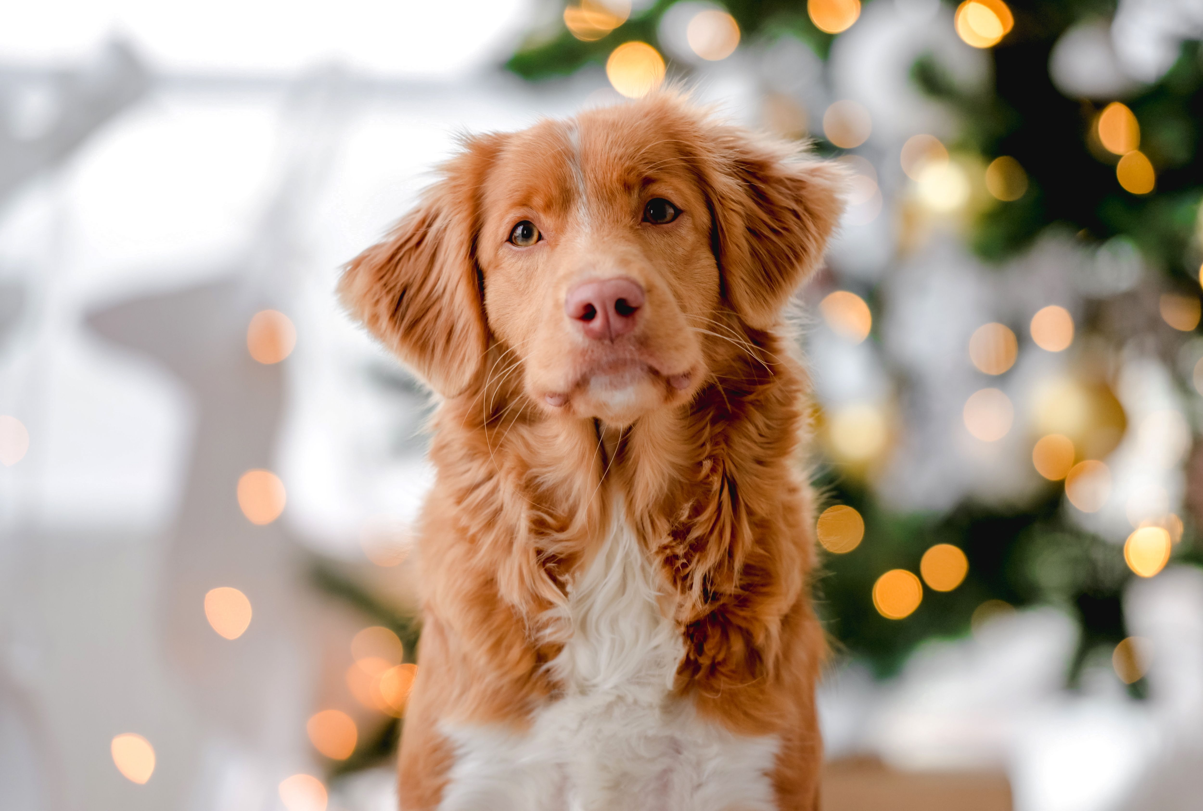 What Holiday Foods Are Safe for Dogs?