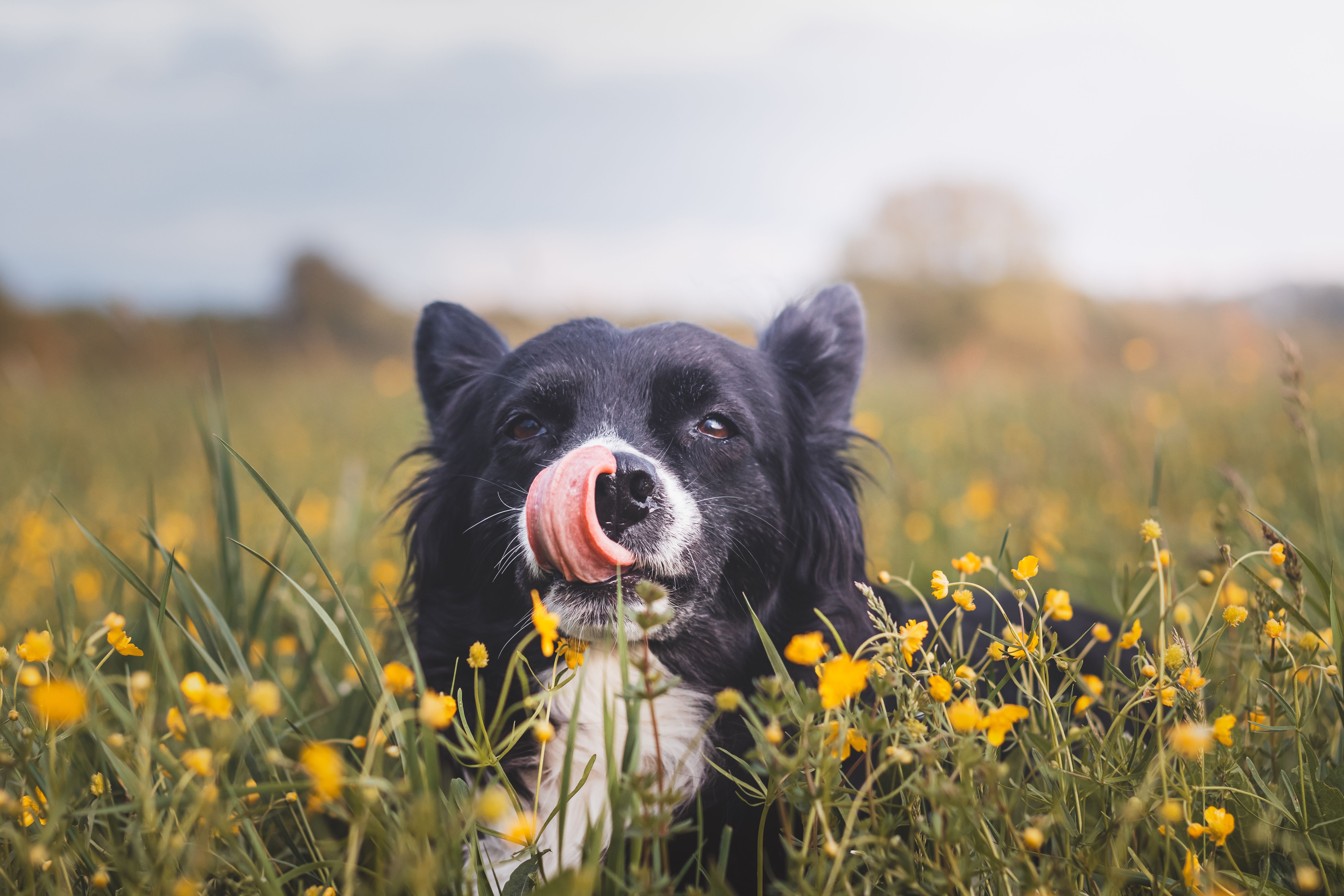 What Vaccines Are Essential for My Dog?