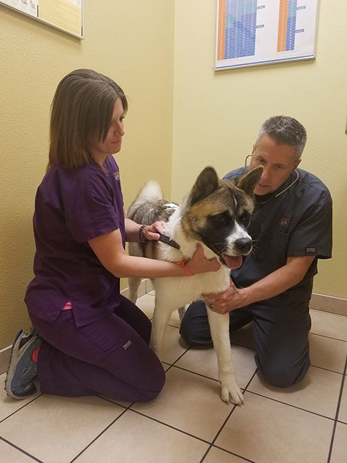 Pet Examination
