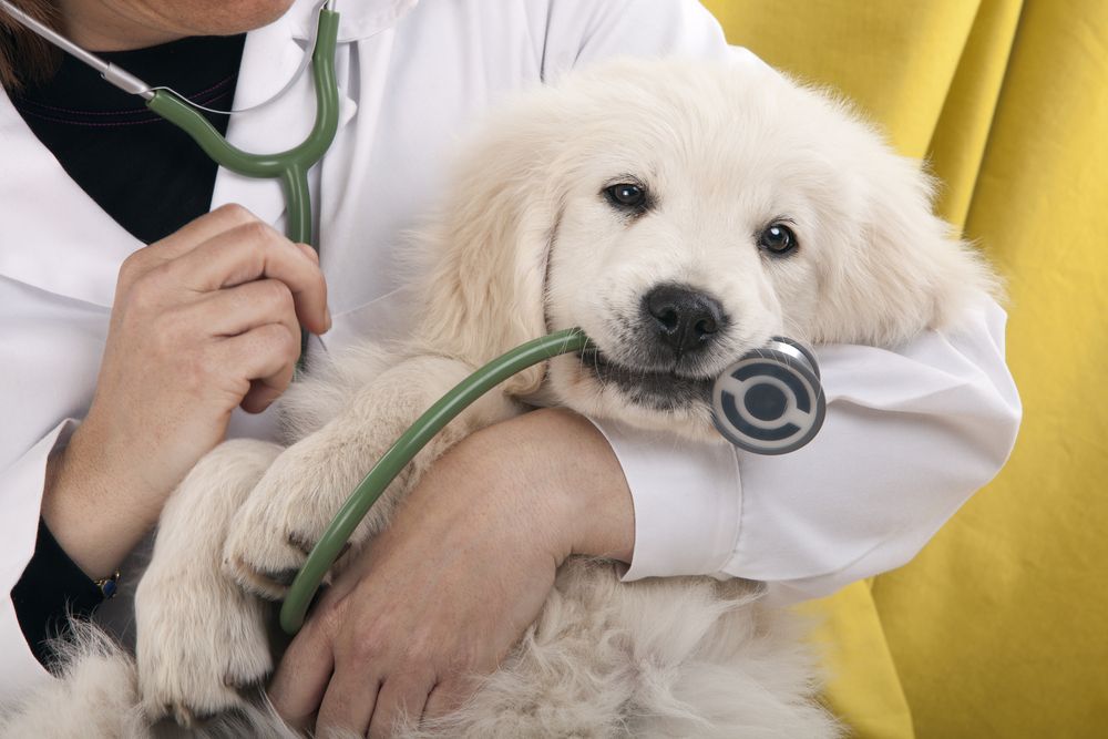 Internal Medicine