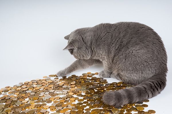 Cat Payment Options