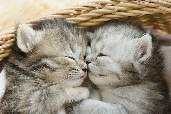 Pet Insurance